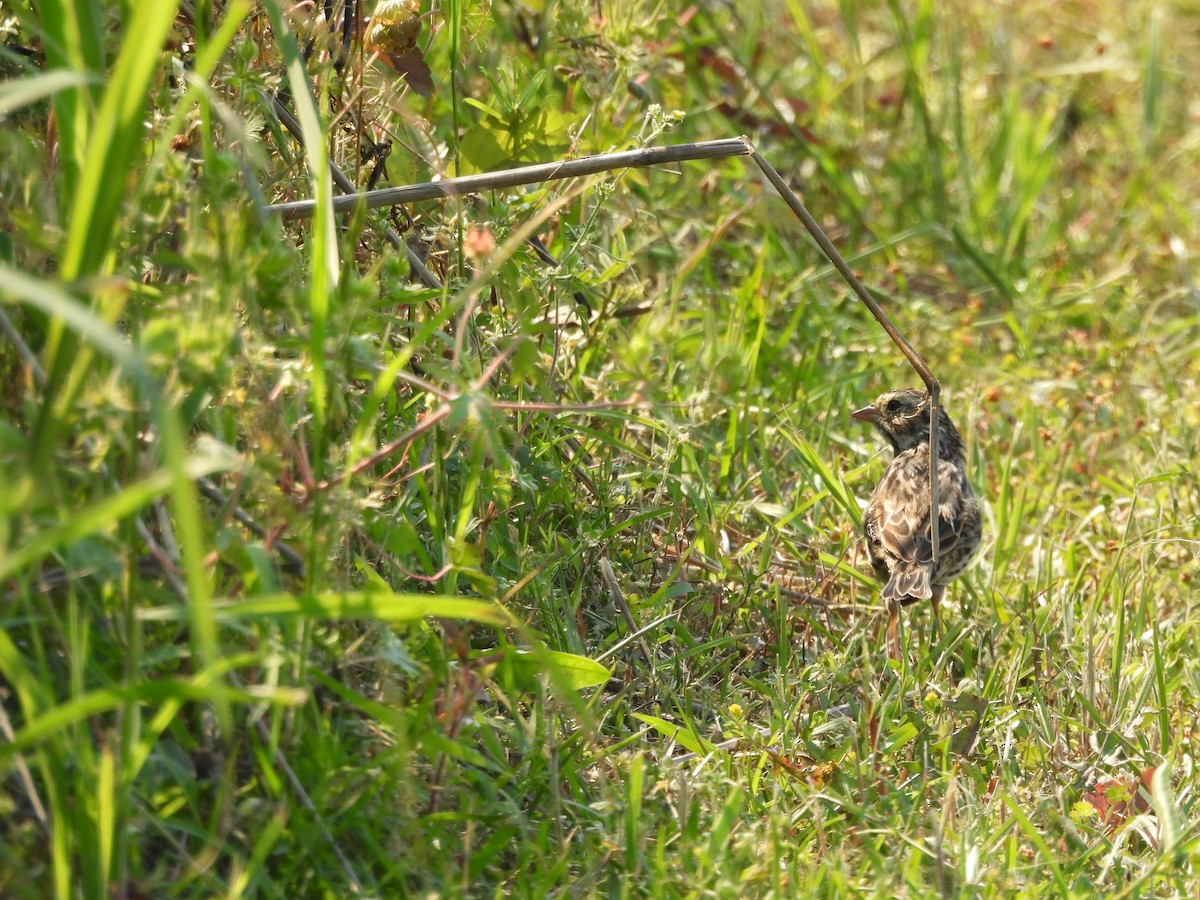 Savannah Sparrow - ML633874275