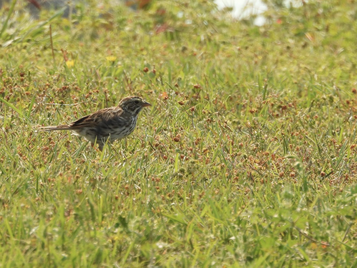 Savannah Sparrow - ML633874283