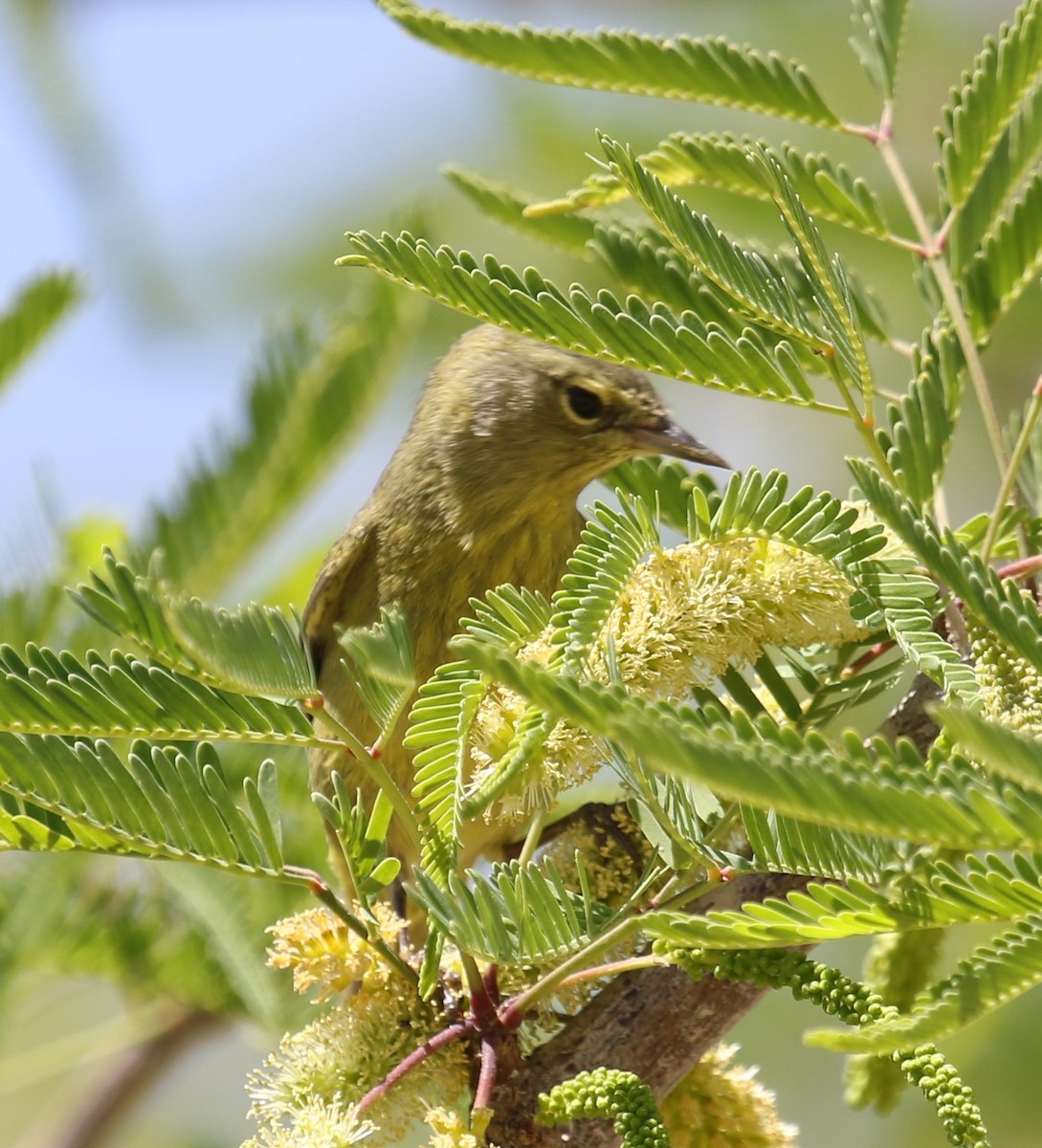 Orange-crowned Warbler (Gray-headed) - ML633874392