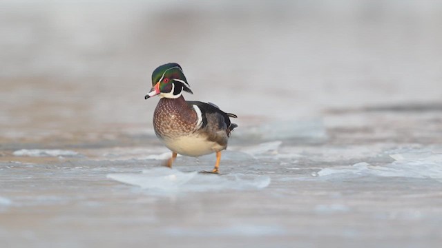 アメリカオシ - ML633874400