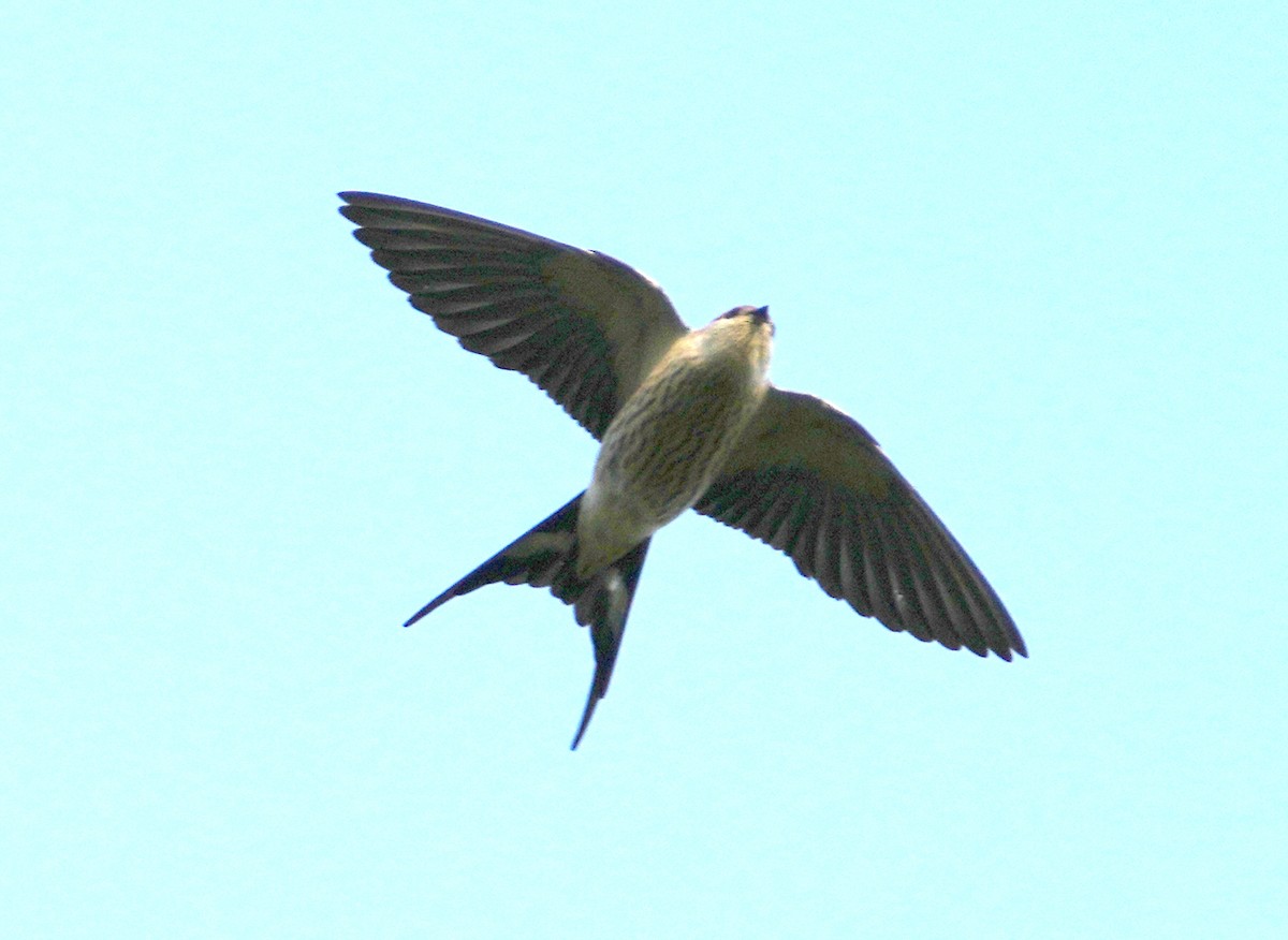Greater Striped Swallow - ML633874422