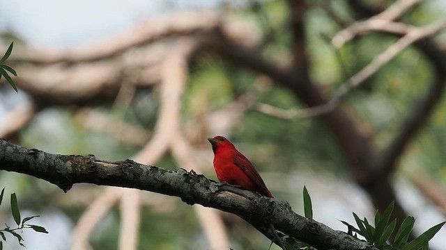 Summer Tanager - ML633874630
