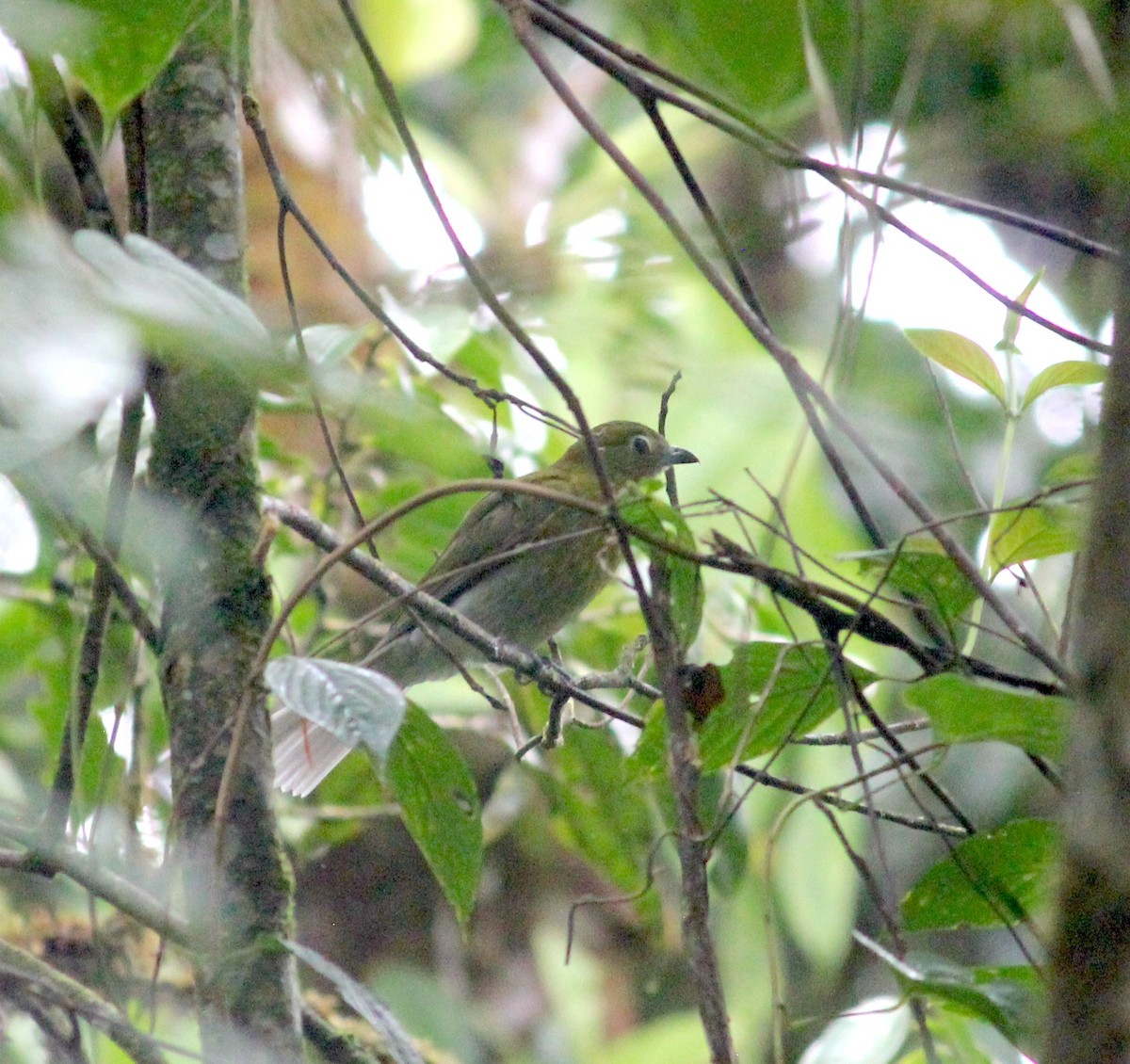 Gray-tailed Piha - ML633874647