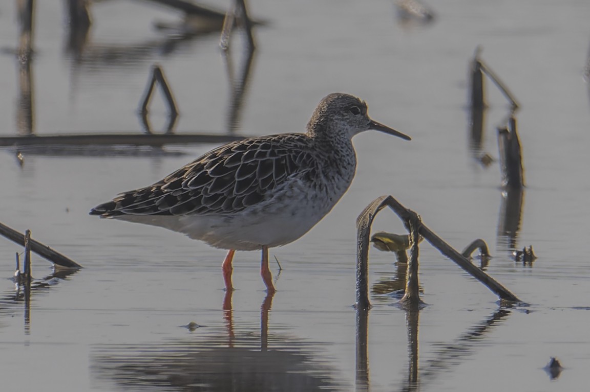 Ruff - ML633874691