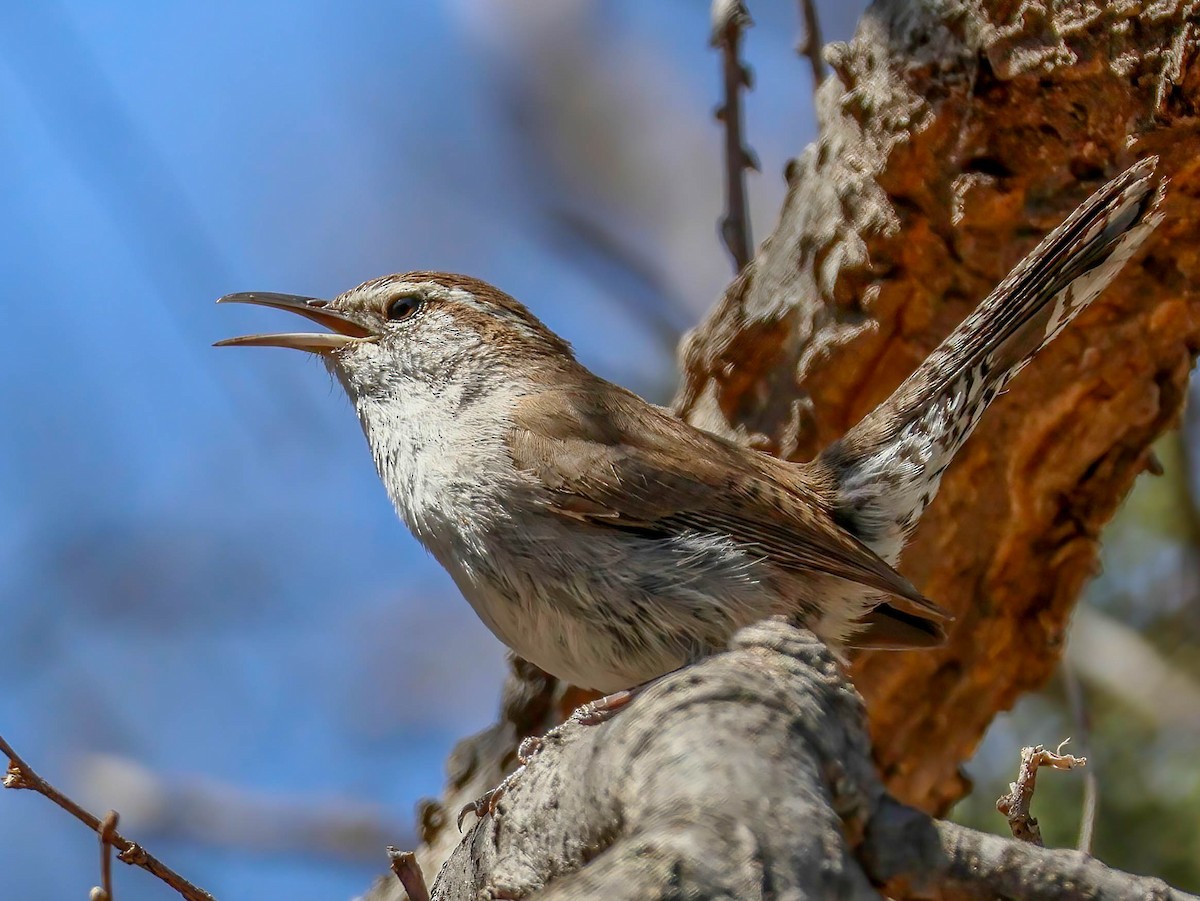 Bewick's Wren - ML633874737