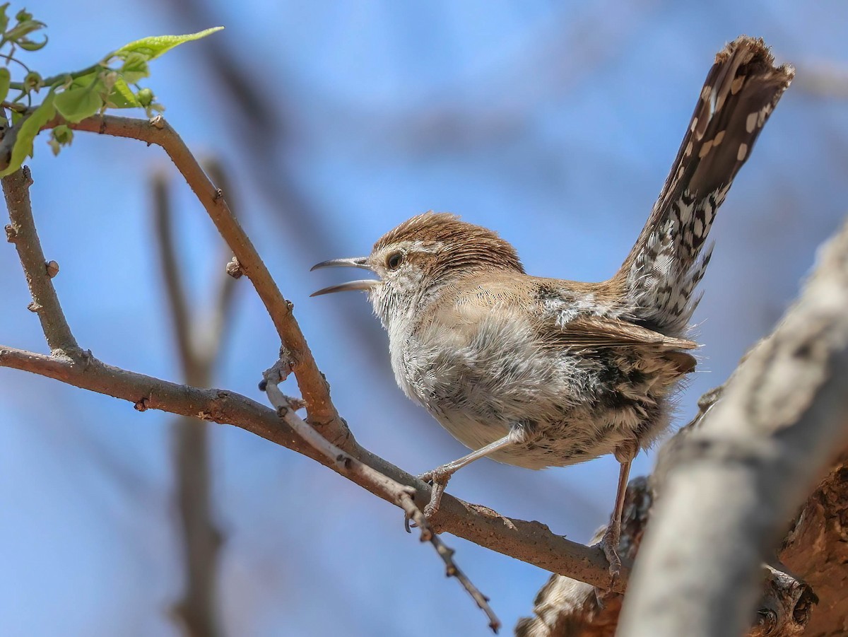 Bewick's Wren - ML633874761