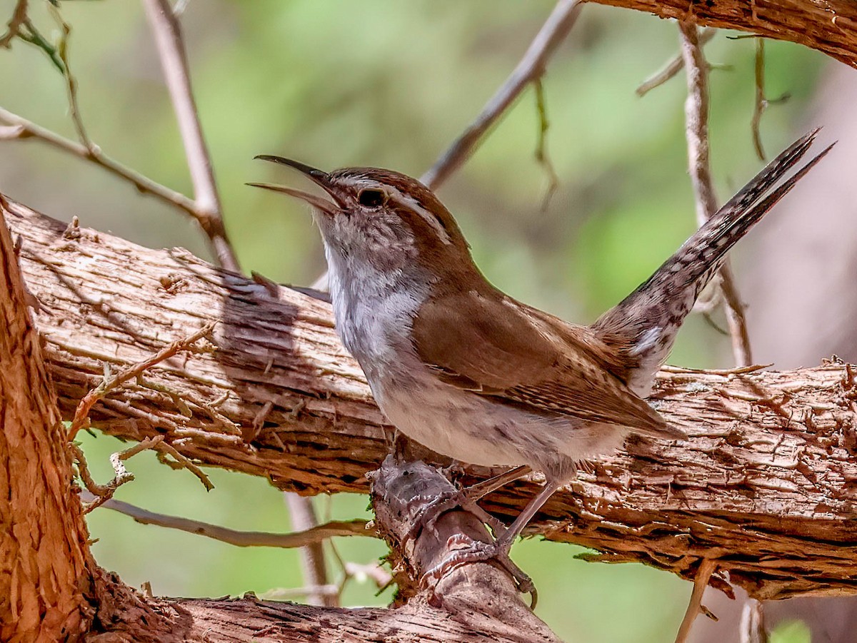 Bewick's Wren - ML633874762