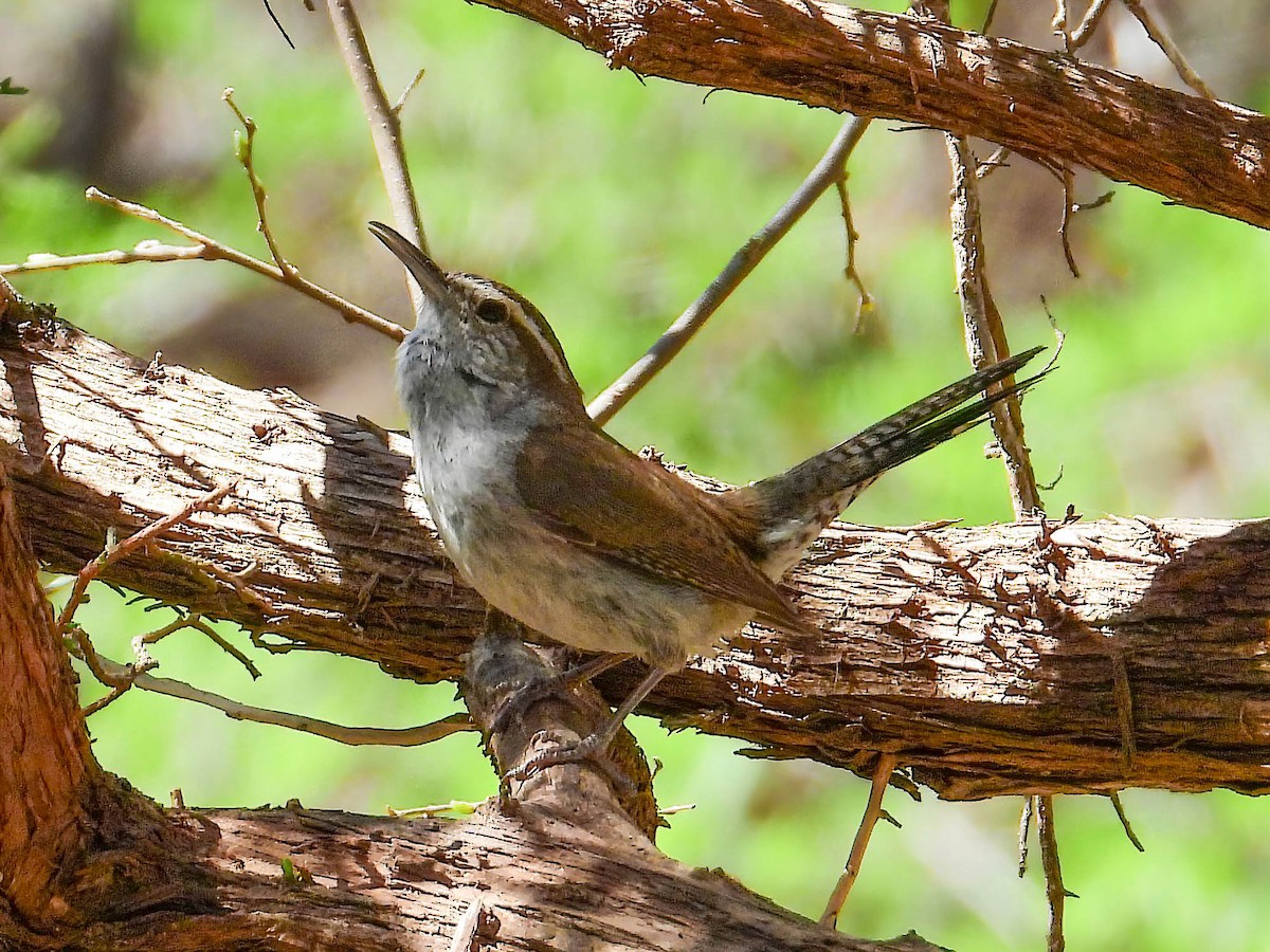 Bewick's Wren - ML633874769