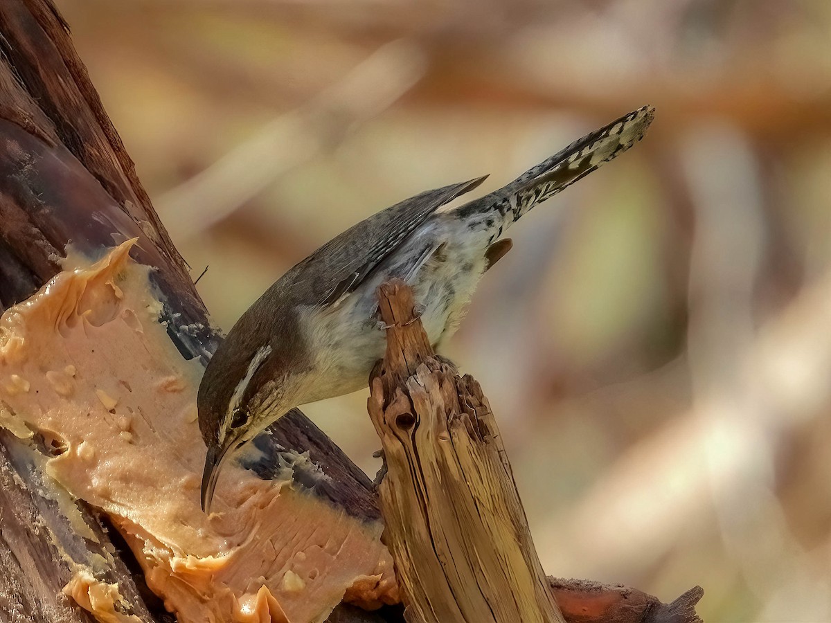 Bewick's Wren - ML633874770