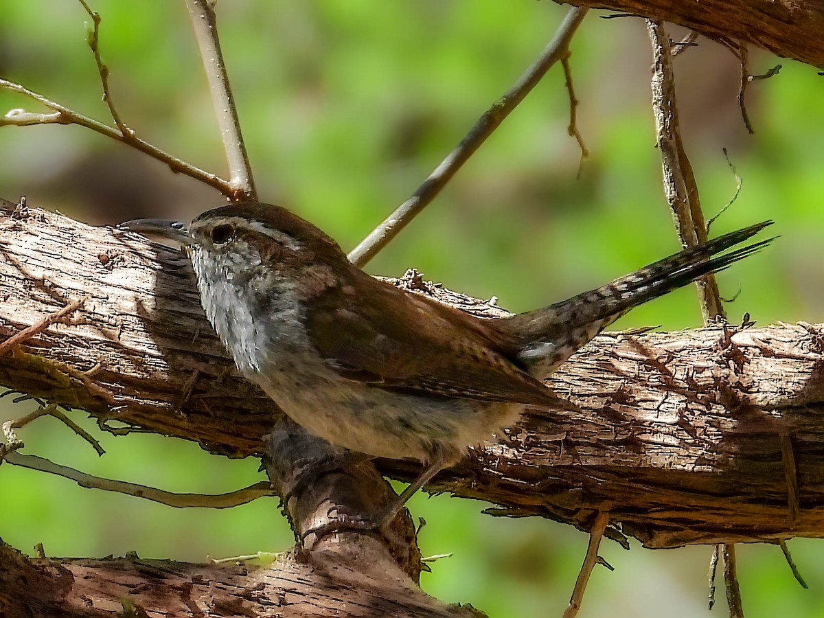Bewick's Wren - ML633874771