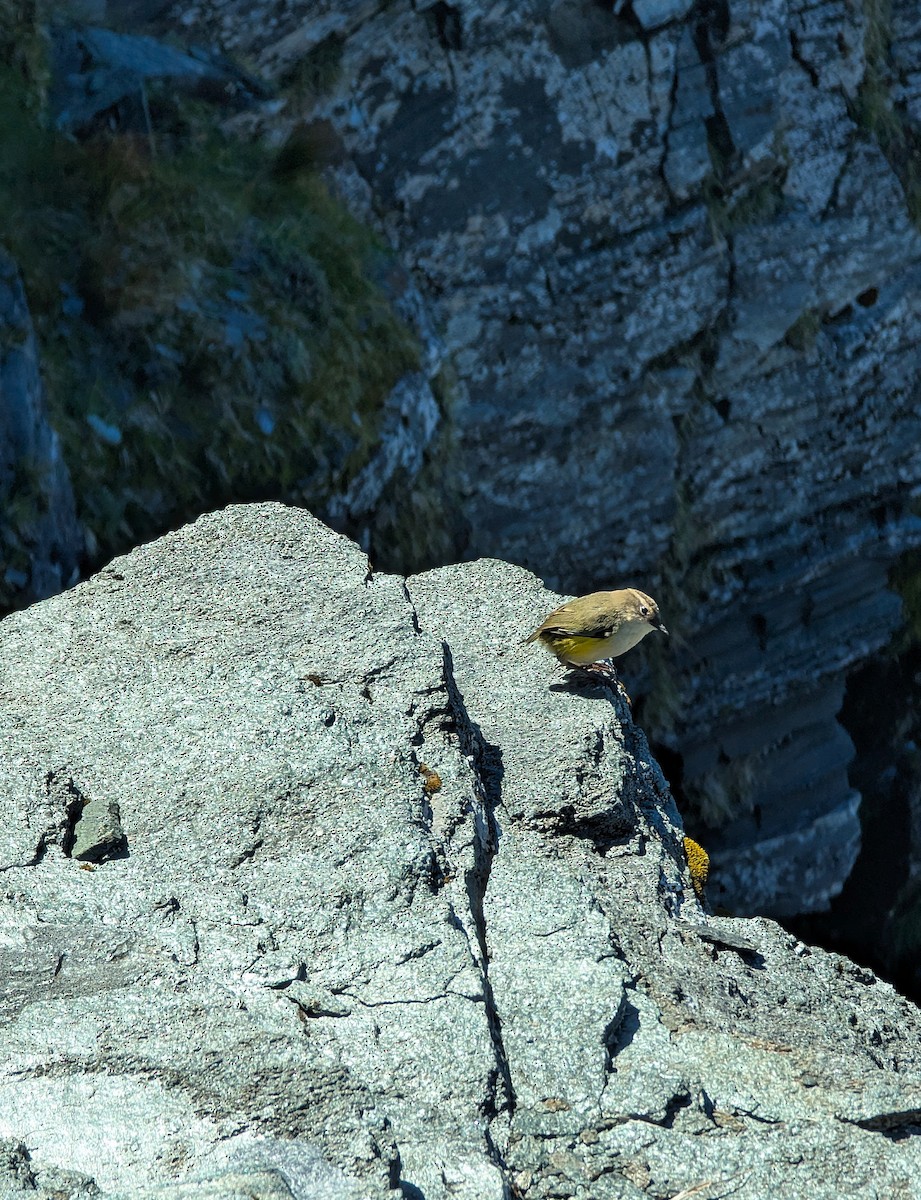 pokřovník alpínský - ML633874776