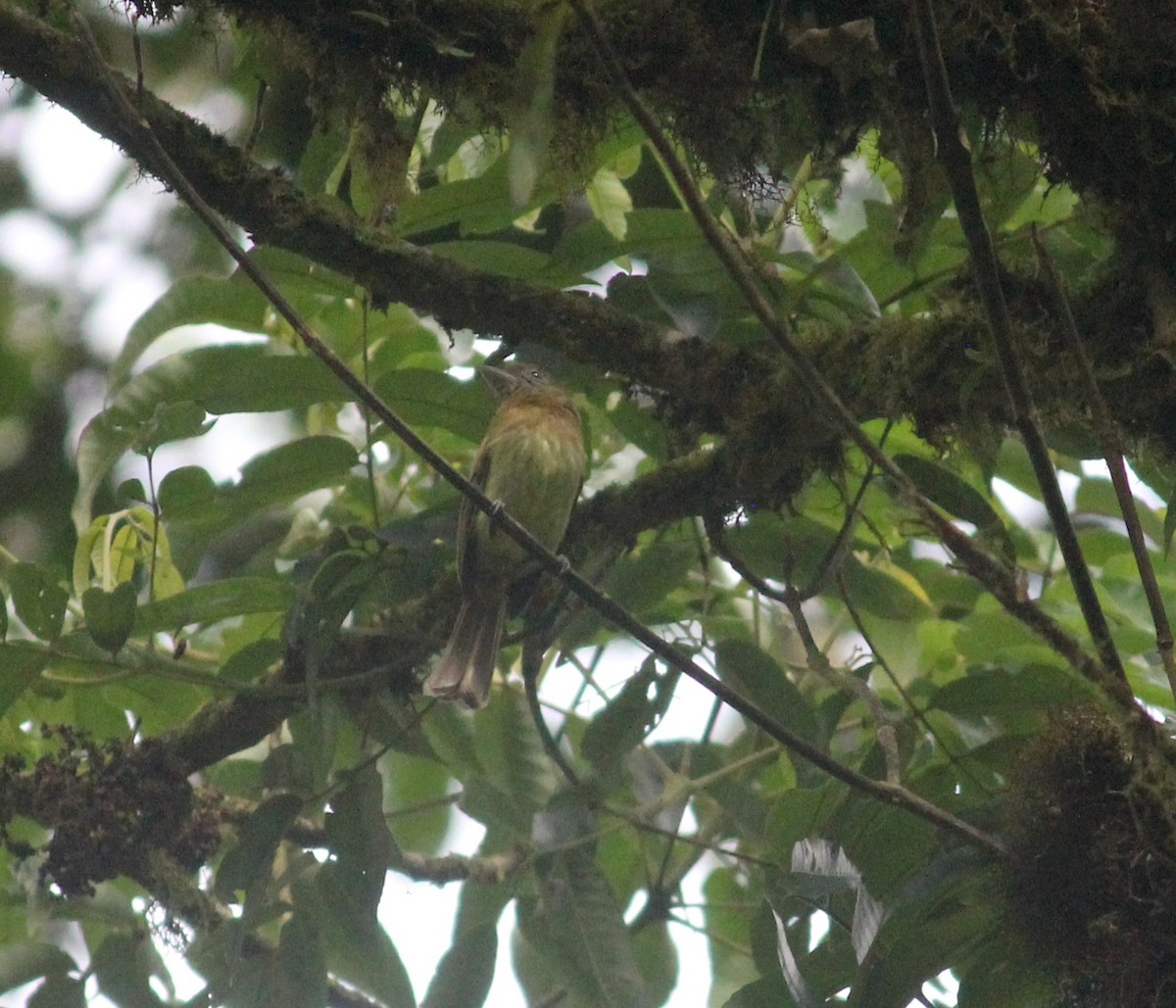 Fulvous-breasted Flatbill - ML633874917
