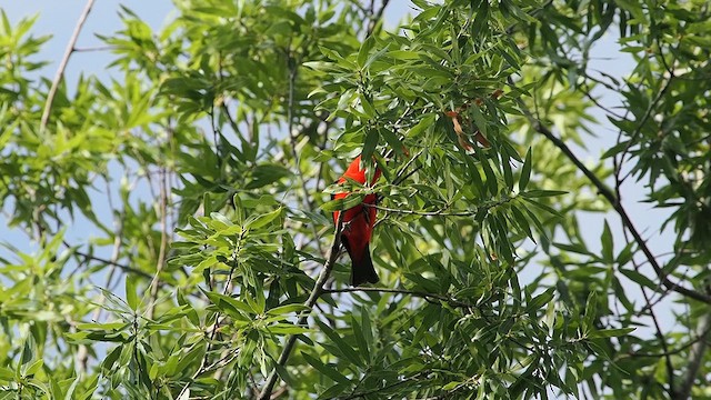 Scarlet Tanager - ML633875065