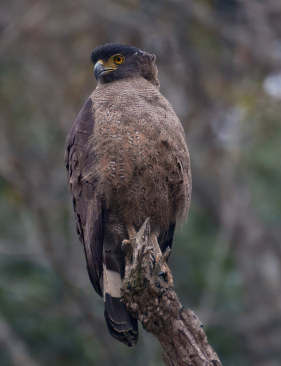 Crested Serpent-Eagle - ML633875259