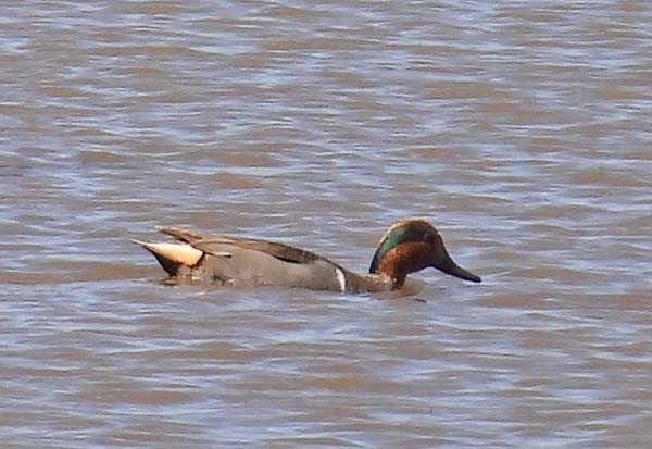 Ногоохон нугас - ML633875303