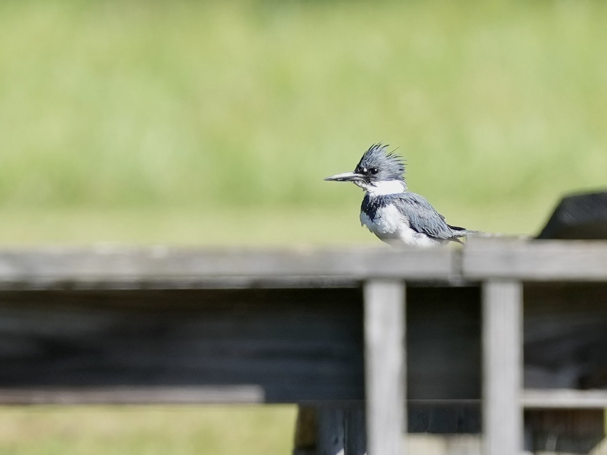 Belted Kingfisher - ML633875315