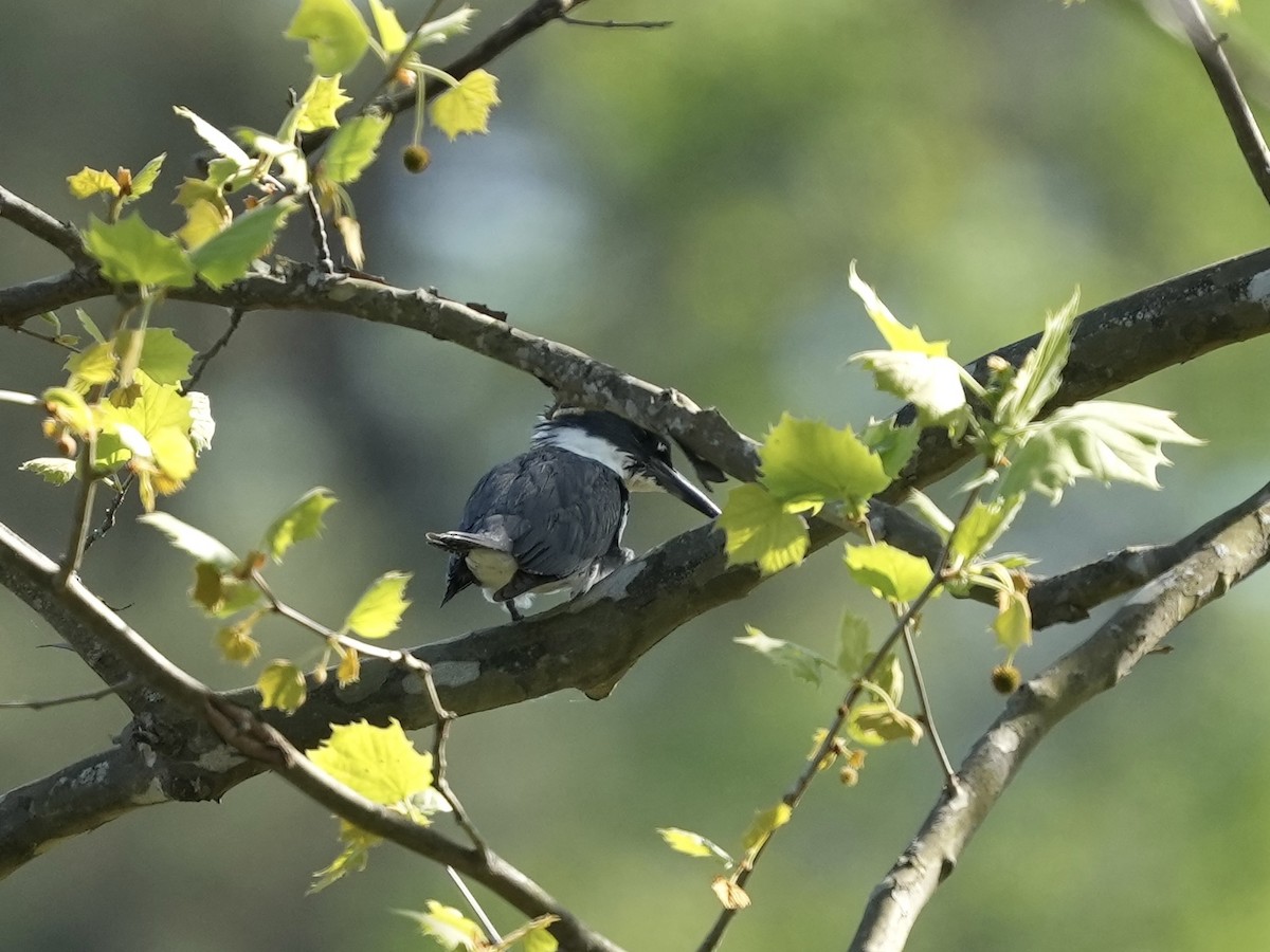 Belted Kingfisher - ML633875316