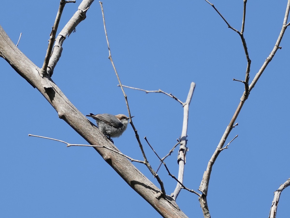 Brown-headed Nuthatch - ML633875333