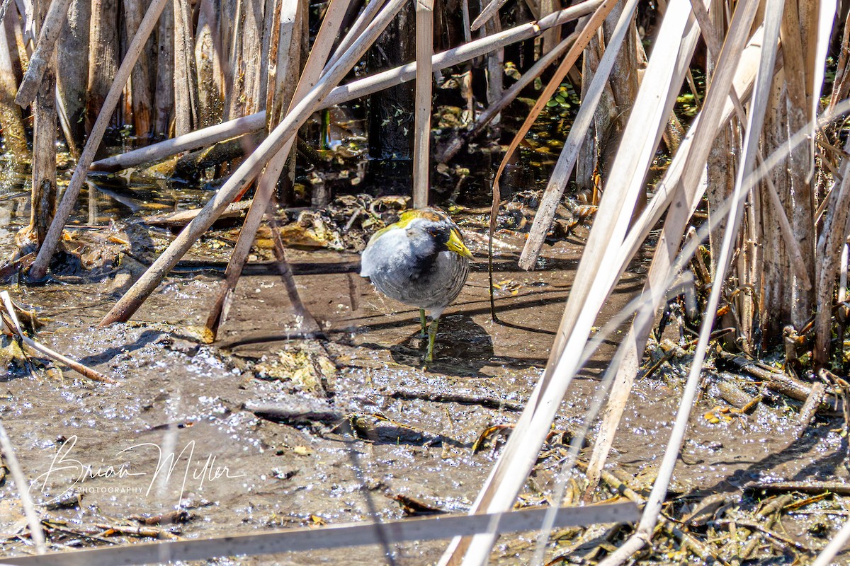 eBird Checklist - 16 Apr 2025 - Lake Apopka Wildlife Drive - 41 species