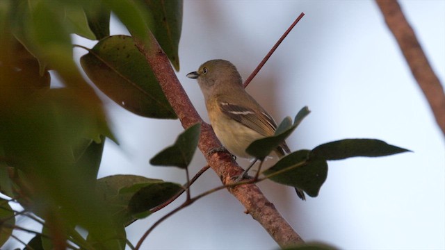 White-eyed Vireo - ML633875385