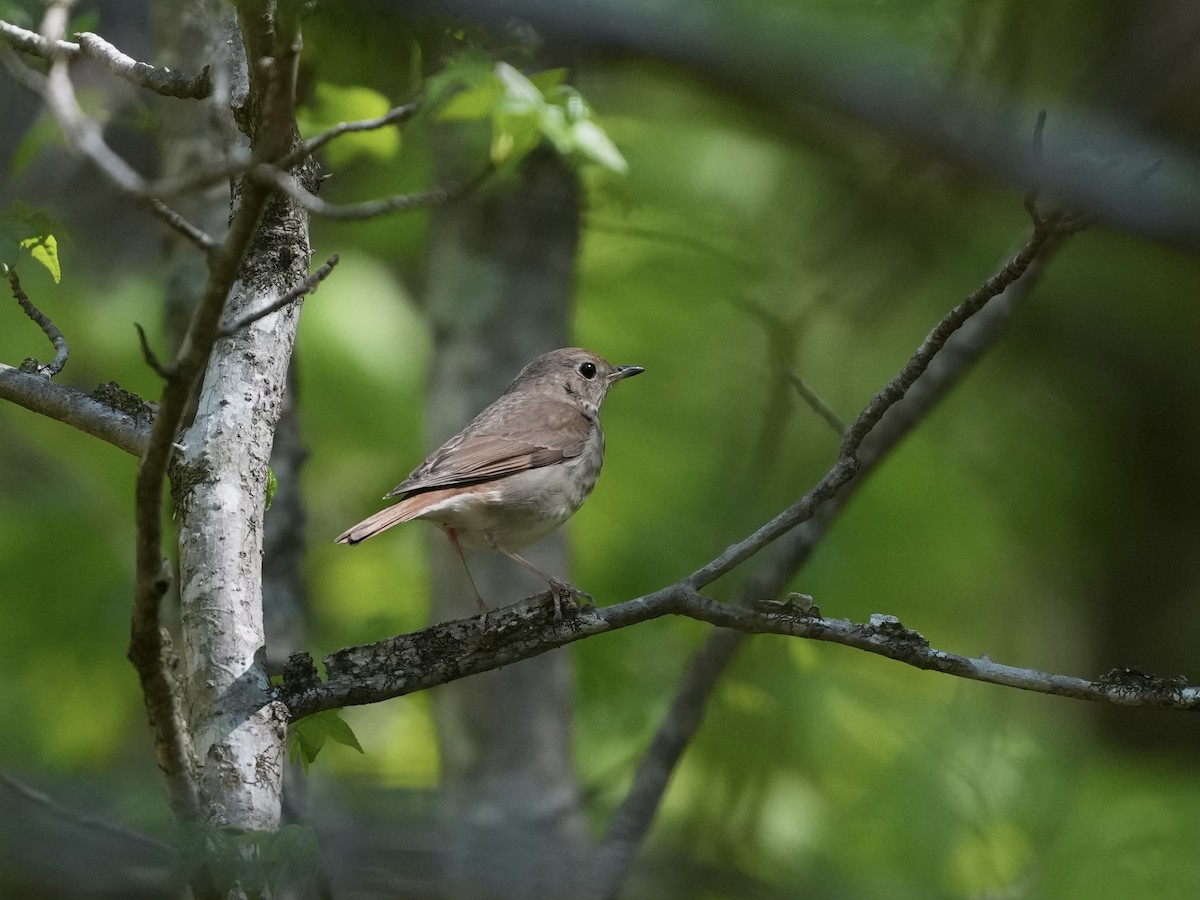 Hermit Thrush - ML633875410