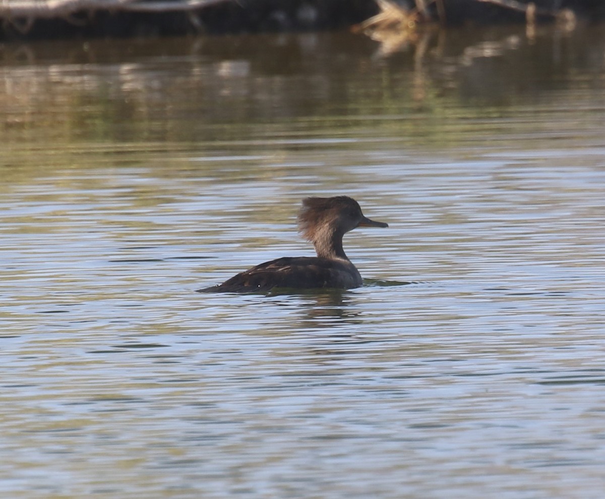 Hooded Merganser - ML633875529