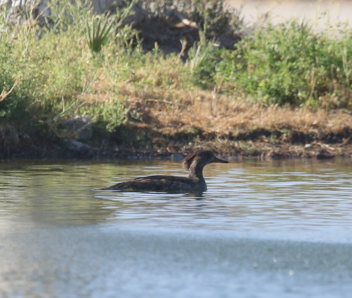 Hooded Merganser - ML633875532