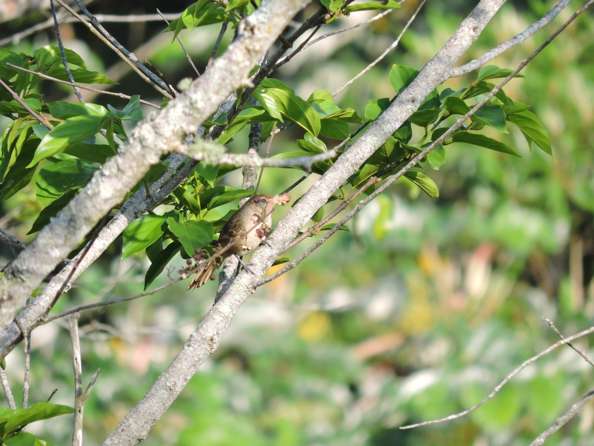 Rufous-fronted Thornbird - ML633875534