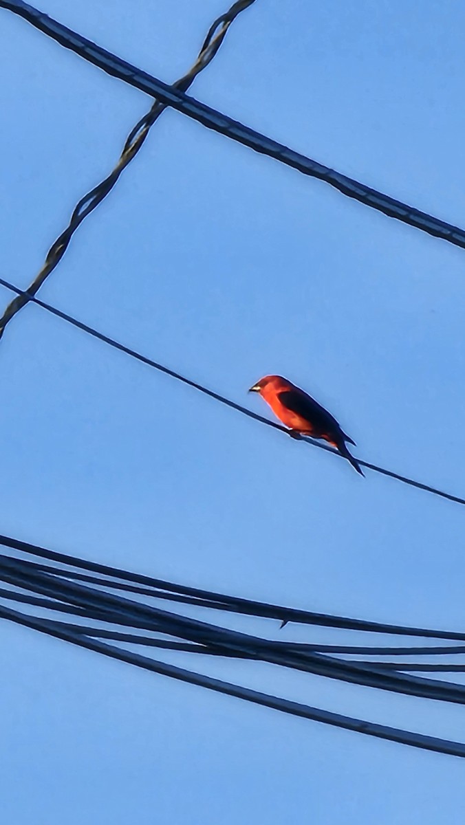 Scarlet Tanager - ML633875672