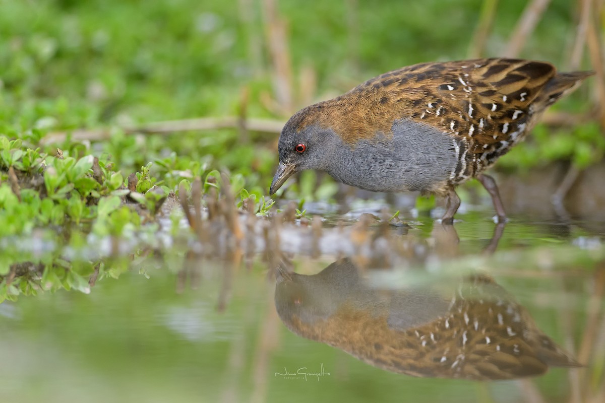 Dot-winged Crake - ML633875734