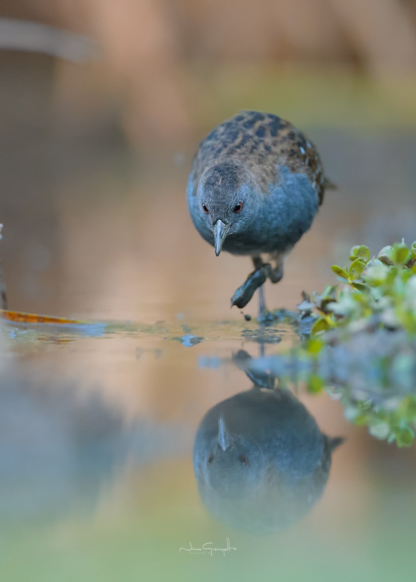 Dot-winged Crake - ML633875735