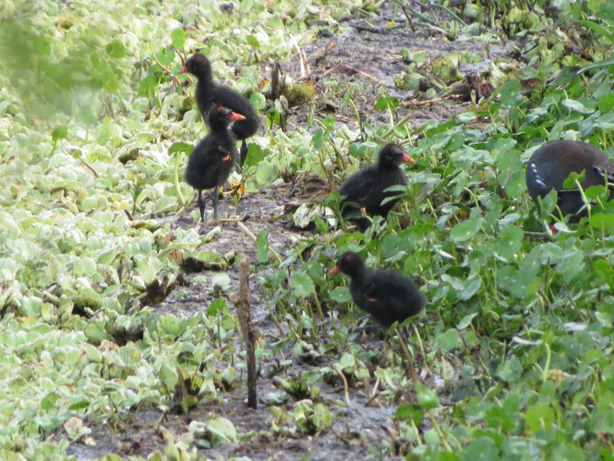 Common Gallinule - ML633875843