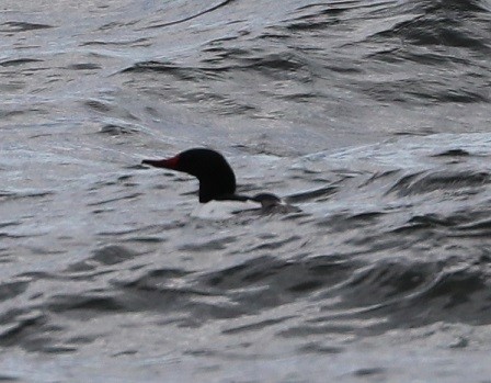 Common Merganser - ML633875879