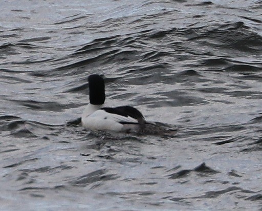 Common Merganser - ML633875880