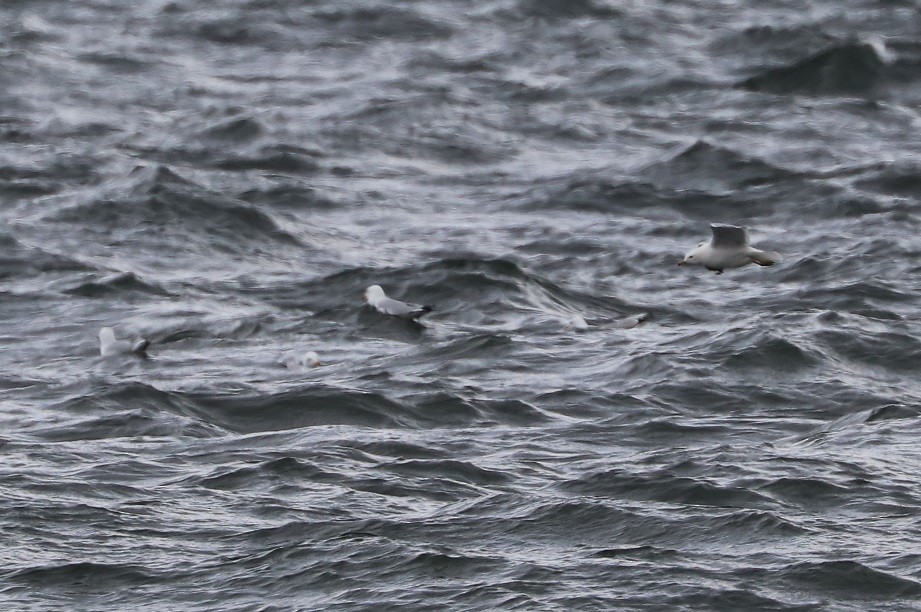 Ring-billed Gull - ML633875889