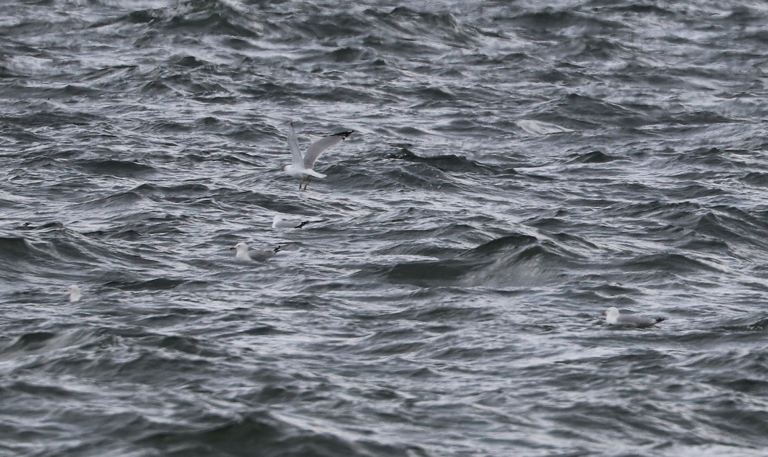 Ring-billed Gull - ML633875890