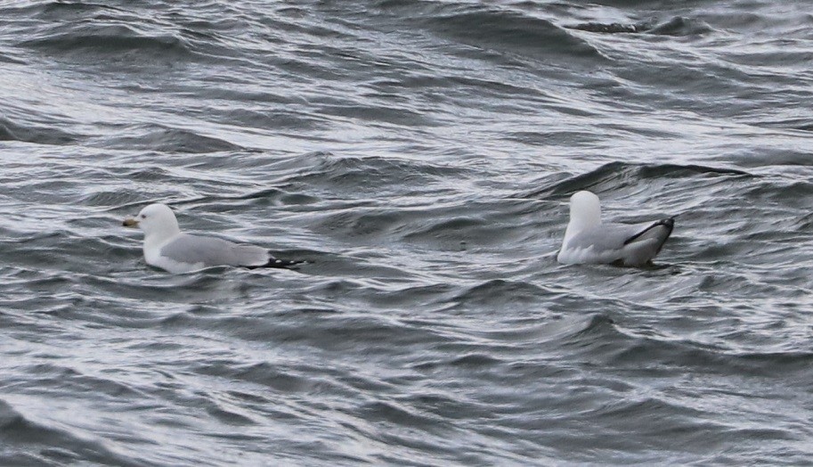 Ring-billed Gull - ML633875891