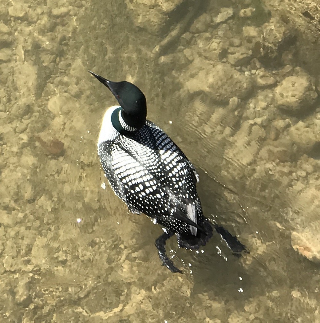 Common Loon - ML633876142