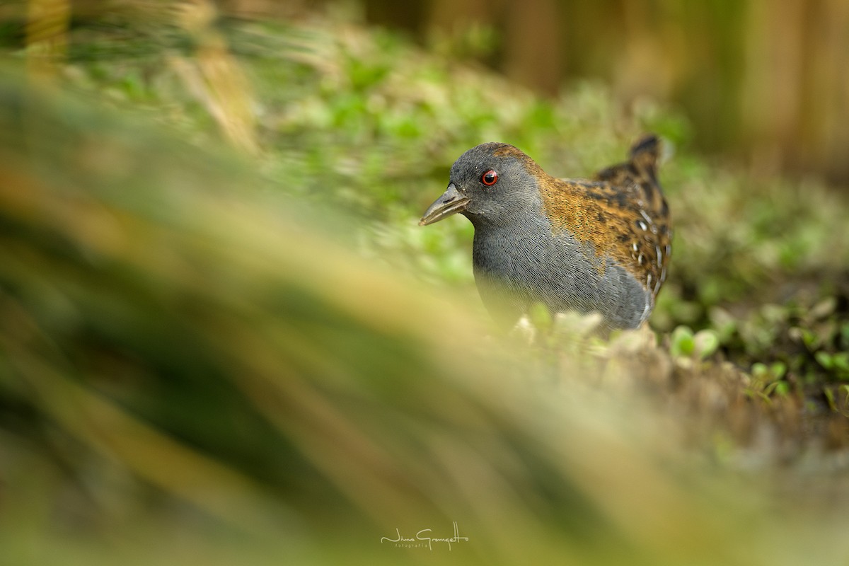 Dot-winged Crake - ML633876192