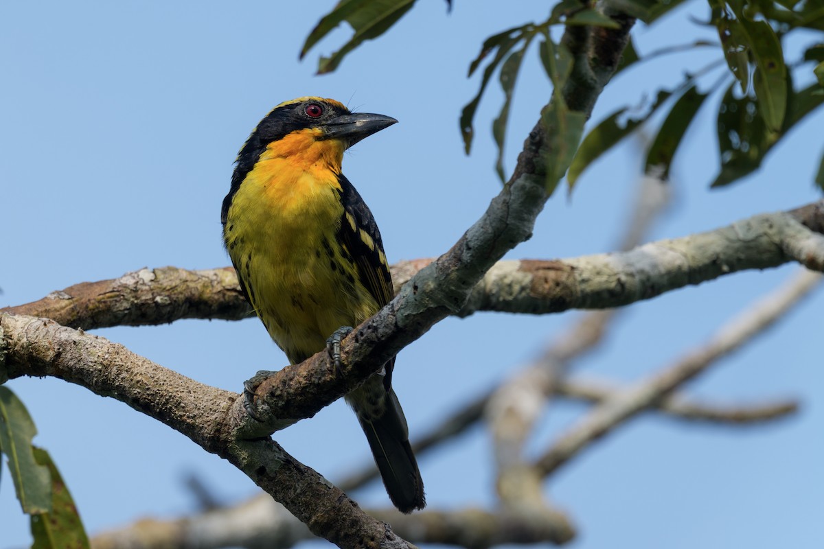 Gilded Barbet - Jeff Hapeman
