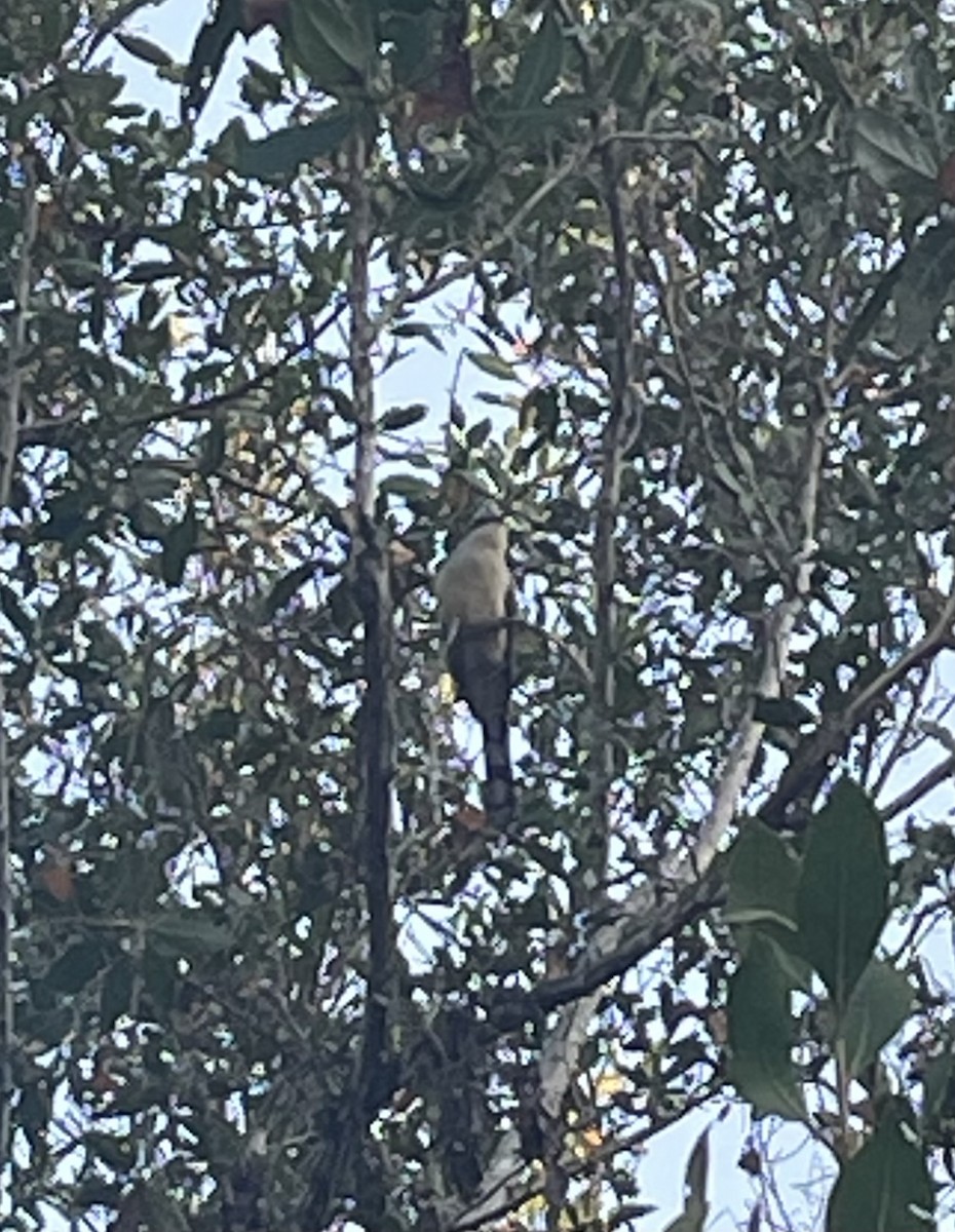 Mangrove Cuckoo - ML633876520