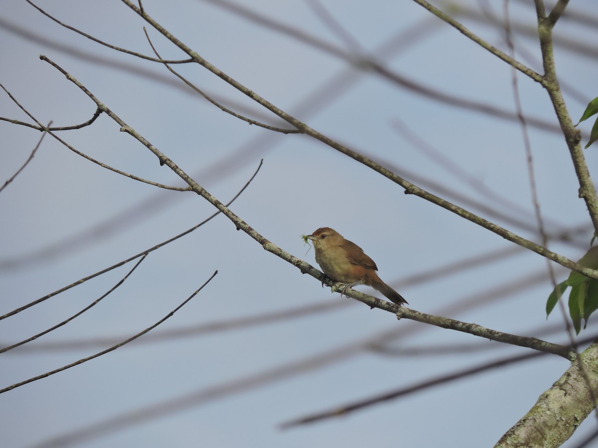 Rufous-fronted Thornbird - ML633876664
