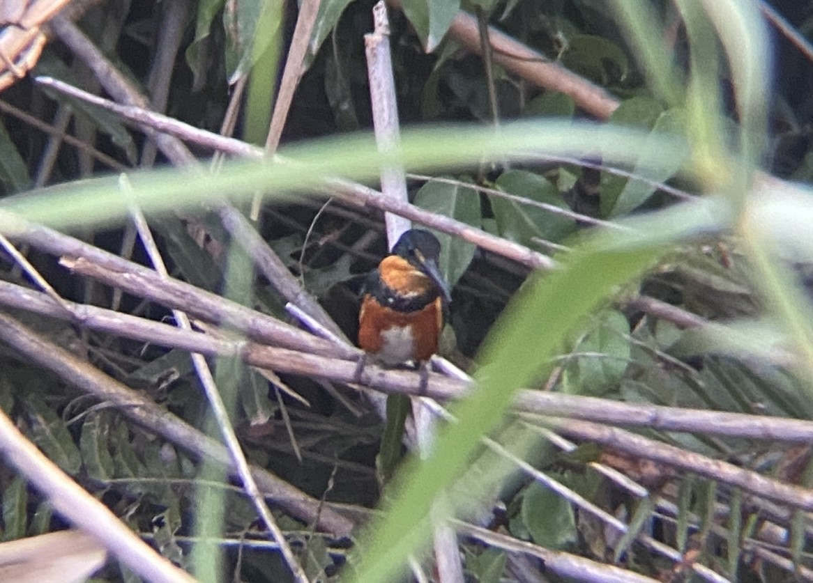 American Pygmy Kingfisher - ML633876679
