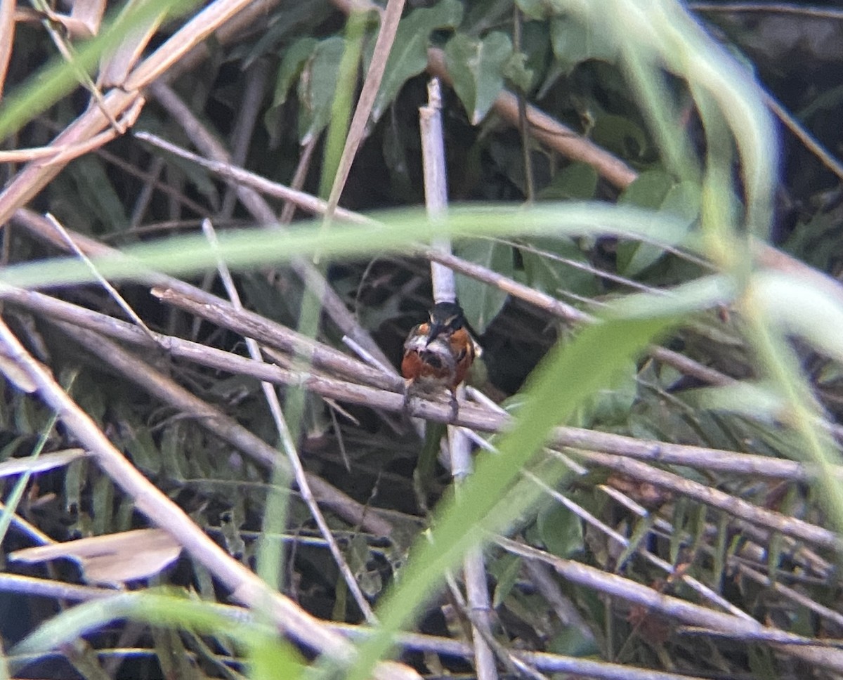 American Pygmy Kingfisher - ML633876680