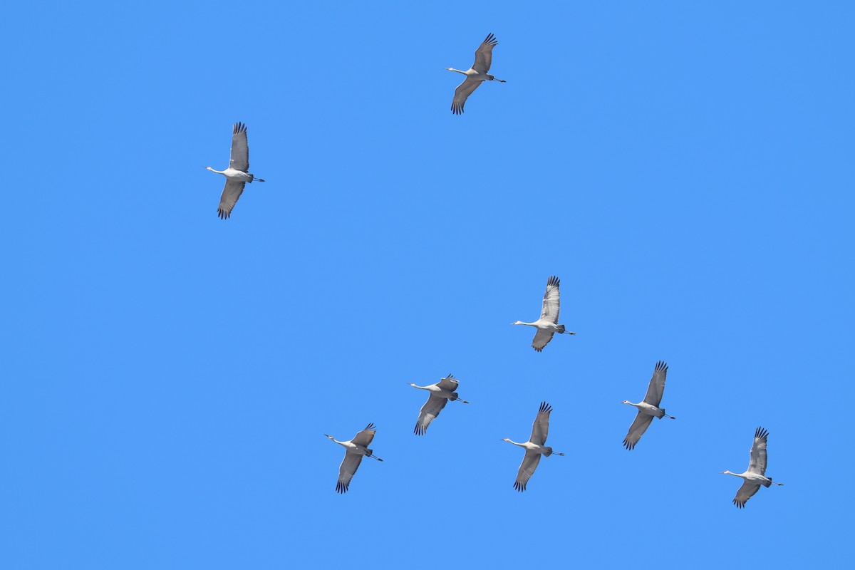 Sandhill Crane - ML633876709