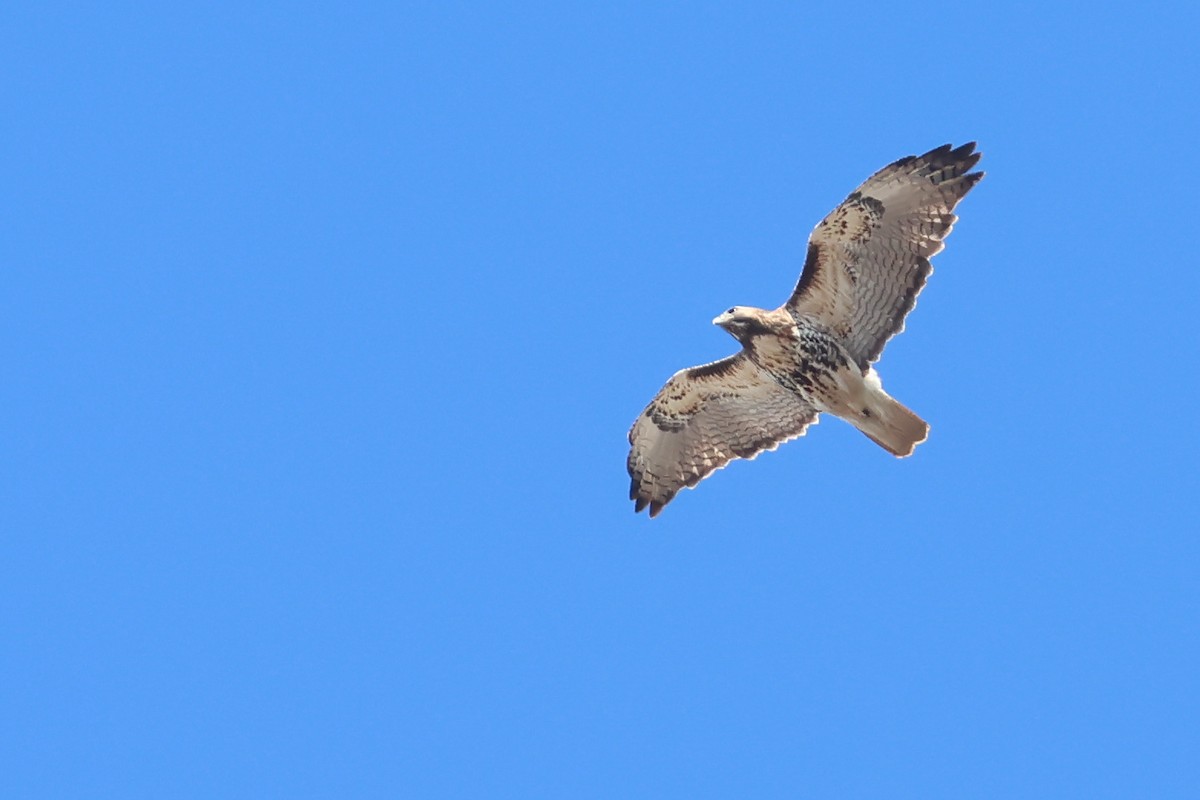 Red-tailed Hawk - ML633876751