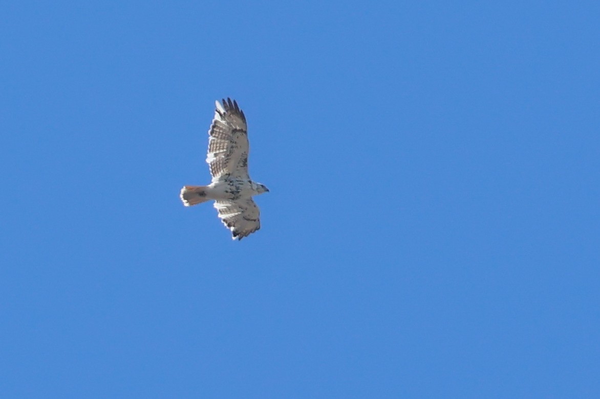 Red-tailed Hawk - ML633876752