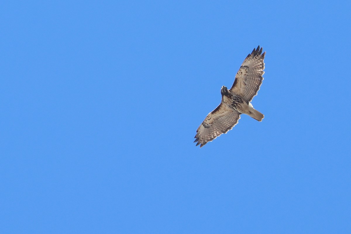 Red-tailed Hawk - ML633876753