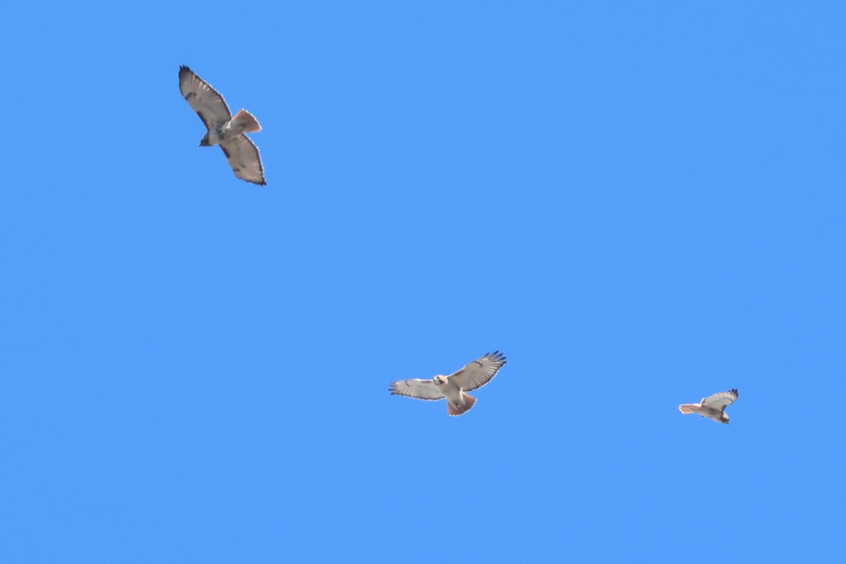 Red-tailed Hawk - ML633876754