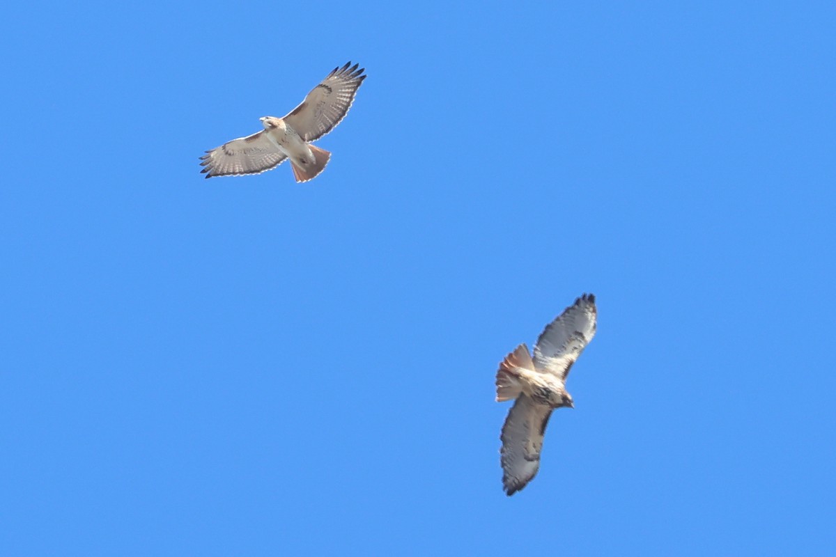 Red-tailed Hawk - ML633876755